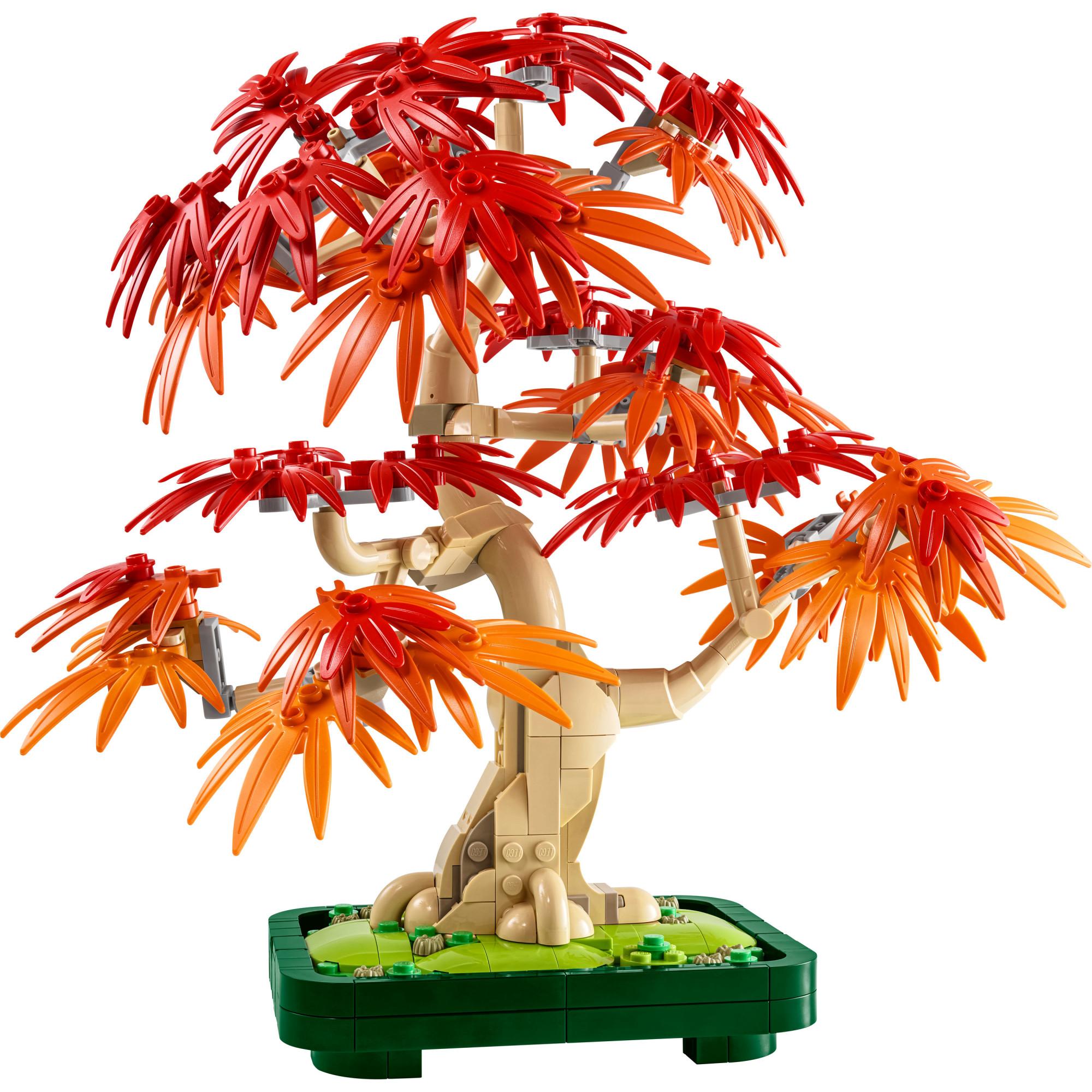 Japanischer Roter Ahorn - Bonsai-Baum