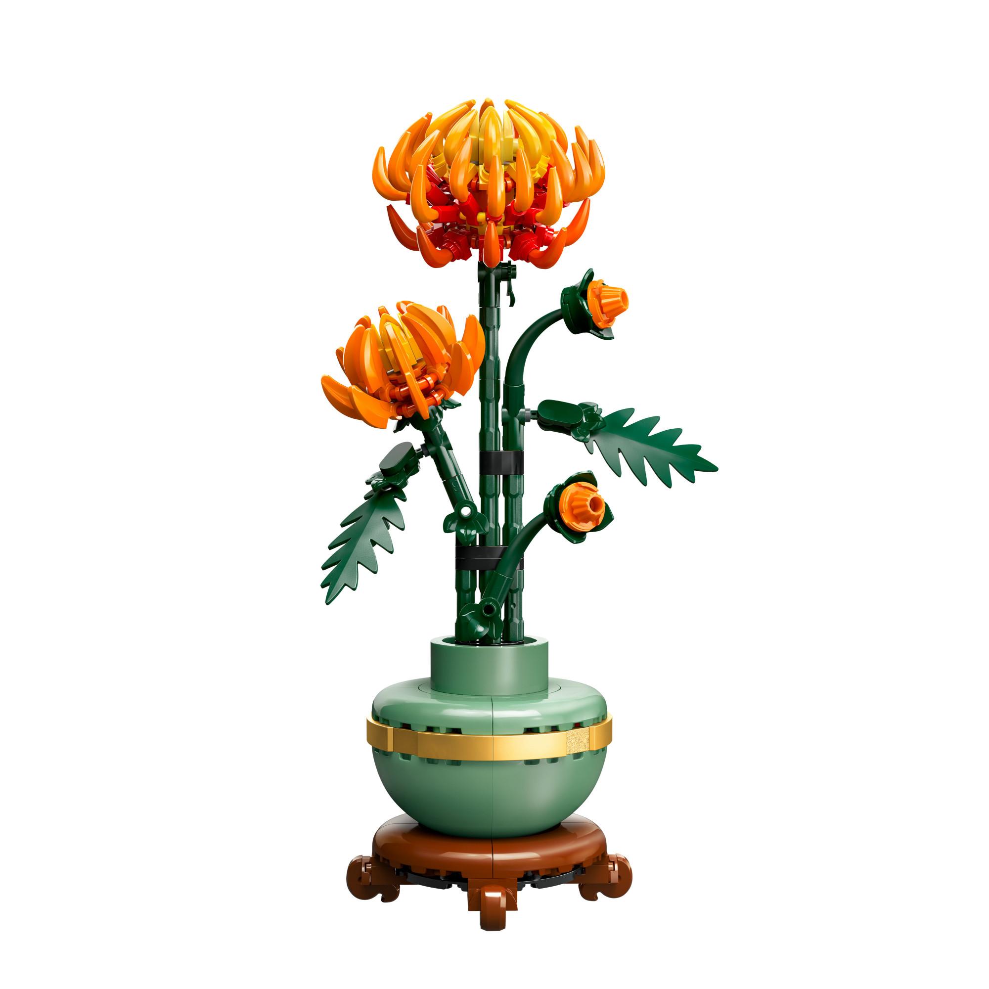 Chrysantheme