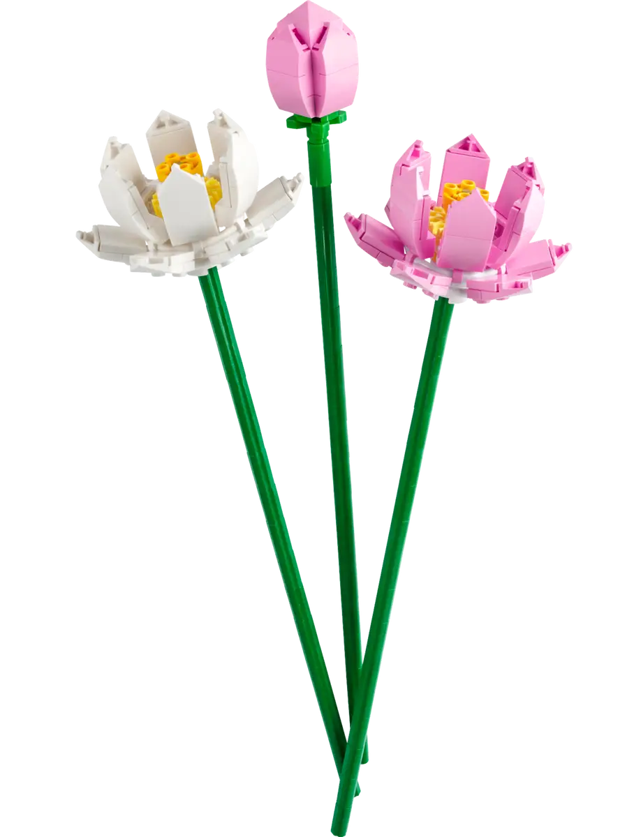 Lotusblumen
