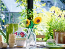 Sonnenblumen
