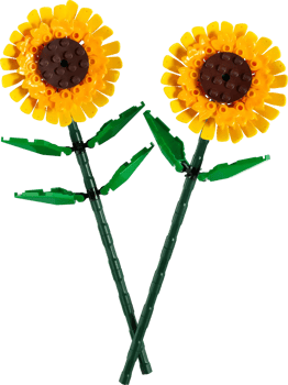 Sonnenblumen