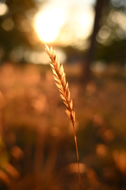 Abbildung Wunderschönes Bokeh bei jeder Brennweite