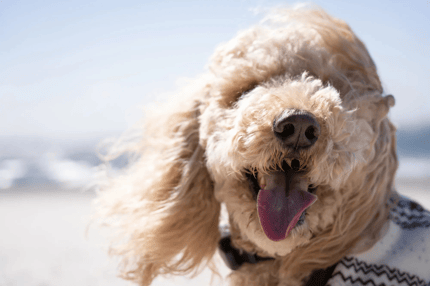 Abbildung Hochgeschwindigkeits-AF mit hoher Präzision und VC-Mechanismus für Stabilität