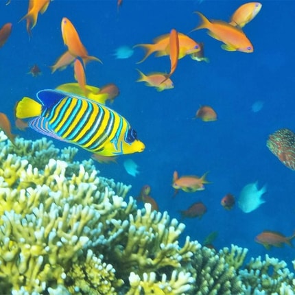 Abbildung Atemberaubende Fotos und Videos