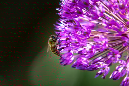 Abbildung Klassenbester Autofokus mit VXD-Technologie