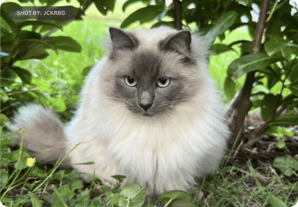 Abbildung Schmeichelhafte mobile Porträts