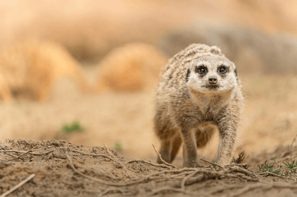 Abbildung Schneller und präziser Autofokus, leistungsfähiger VC-Bildstabilisator