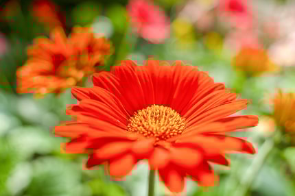 Abbildung Beeindruckende Nahaufnahmen mit einem Reisezoom-Objektiv