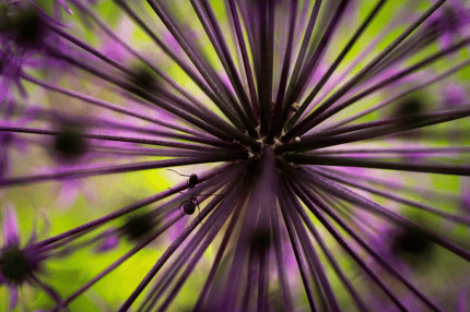 Abbildung Faszinierende Nahaufnahmen mit Abbildungsmaßstab 1:2